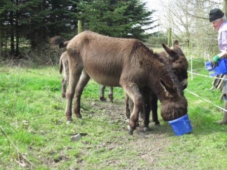 Donkeys getting a treat of a handful of carrots
