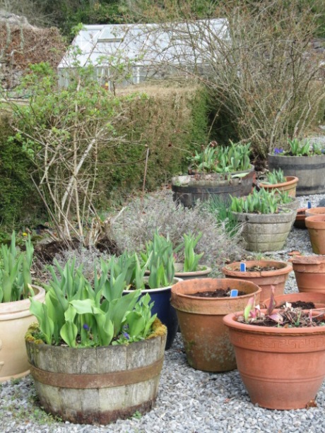 Tubs of tulips ready to be set out