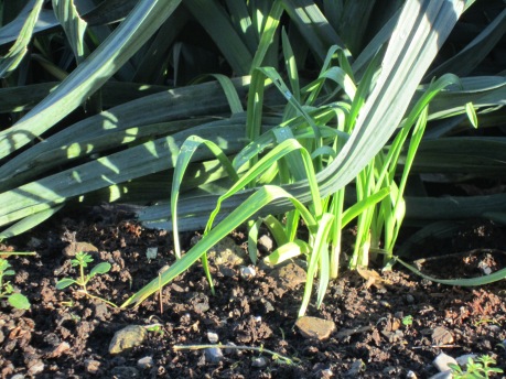Head of garlic which escaped the harvest is sprouting along side the remaining leeks.