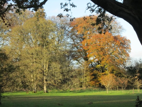 View across the lawn meadow