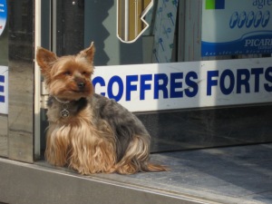Yorkshire terrier sitting in the sun.