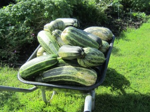 Courgettes and marrows