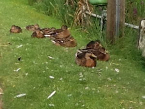 Ducks snoozing on a sunny afternoon