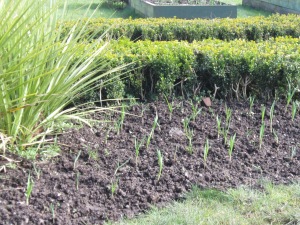 Cordalines revived after the killing frosts two years ago. Last planting of 000 white garlic