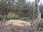 Rhubarb patch snuggled under cover of straw. I can taste the fresh poached taste even as I type.
