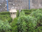 Penstemon sheltering behind the box hedges of the celtic cross.